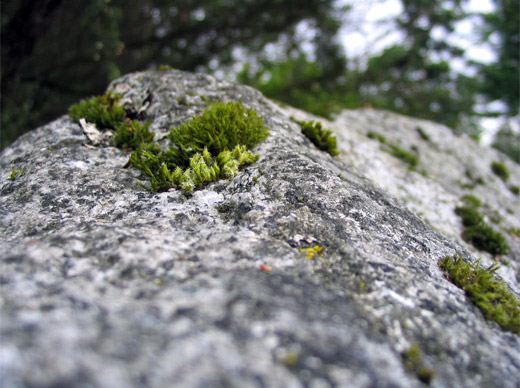 Stone Mountain 1 / Stone Mountain 2 / February Bloom